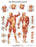 Fabrication Enterprises STICKYchart Anatomical Chart Human Musculature 20 X 25 Inch Vinyl Adhesive Backing Laminated - 12-4614L