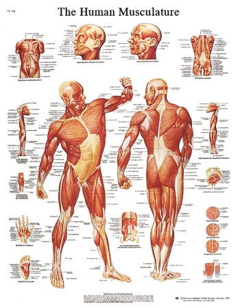 STICKYchart - Anatomical Chart Human Musculature 20 X 25 Inch Vinyl Adhesive Backing Laminated - 12-4614L