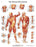 STICKYchart - Anatomical Chart Human Musculature 20 X 25 Inch Vinyl Adhesive Backing Laminated - 12-4614L