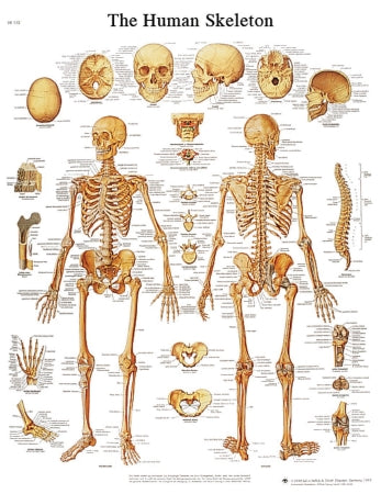 Fabrication Enterprises 3B Scientific Anatomical Chart Human Skeleton 20 X 26 Inch Laminated - 12-4620L