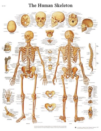 3B Scientific - Anatomical Chart Human Skeleton 20 X 26 Inch Laminated - 12-4620L