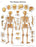 3B Scientific - Anatomical Chart Human Skeleton 20 X 26 Inch Laminated - 12-4620L