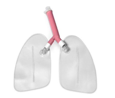 Life/Form - Training Airway Lungs Life/form .25 lbs. - LF03605
