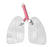 Nasco Life/Form Training Airway Lungs .25 lbs. - LF03605