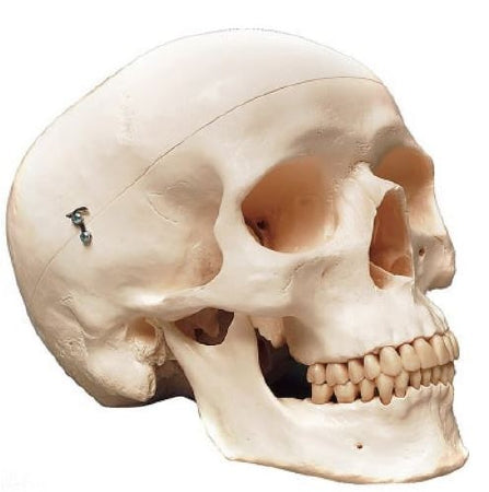 Anatomical Chart Company Careforde 3 Part Classic Human Skull Model Plastic - A20