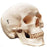 Careforde - 3 Part Classic Human Skull Model Plastic - A20