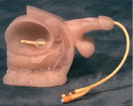 Anatomical Chart Company - Catheter Training Model Male Plastic - A26104