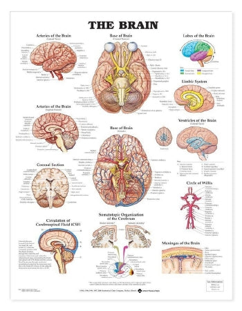 Anatomical Chart Company Anatomical Chart Brain 20 X 26 Inch Heavy Paper Grommets Laminated - 9781587791062