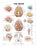 Anatomical Chart Company Anatomical Chart Brain 20 X 26 Inch Heavy Paper Grommets Laminated - 9781587791062