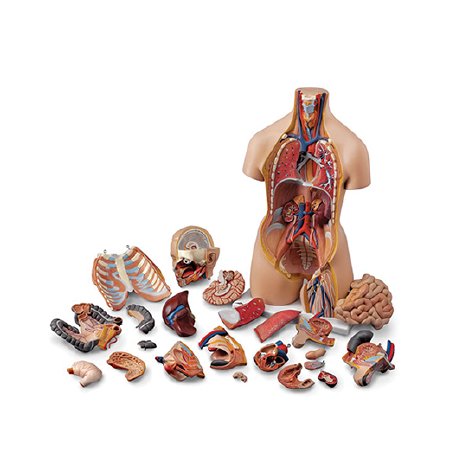 Nasco - Human Torso with Detachable Head - SB25326