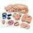 Nasco Gaumard Maternal and Neonatal Birthing Torso Female - SB37714