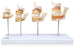 Nasco - Dentition Development - SB41406