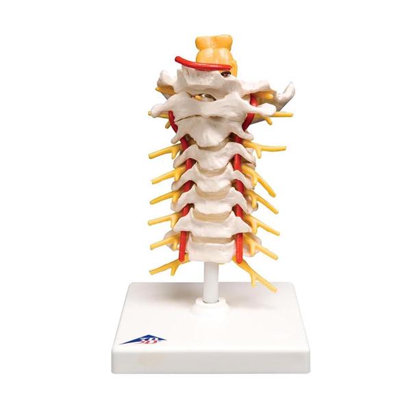 Wolters Kluwer Health Inc Model Cervical Vertebral Ea - A72
