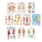 Nasco Healthcare - Anatomical Chart Set 20 X 26 Inch Laminated - SB48741