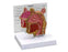 Anatomical Chart Company Basic Sinus Model - G285