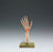 Anatomical Chart Company - Hand and Wrist Functional Model Life Size SOMSO-Plast - NS55