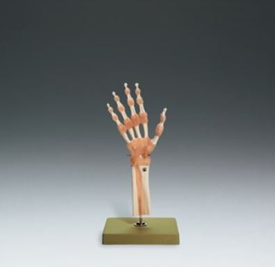 Anatomical Chart Company Hand and Wrist Functional Model Life Size SOMSO-Plast - NS55