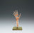 Anatomical Chart Company Hand and Wrist Functional Model Life Size SOMSO-Plast - NS55