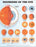 Anatomical Chart Company Anatomical Chart Eye Disorder 20 X 26 Inch Heavy Paper Grommets Laminated - 9781587799259
