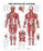 Alimed Anatomical Wall Charts The Muscular System 20 X 26 Inch Flexible Plastic Metal Eyelets Laminated - 73450