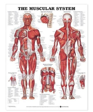 Anatomical Wall Charts - The Muscular System 20 X 26 Inch Flexible Plastic Metal Eyelets Laminated - 73450