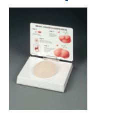 Anatomical Chart Company Careforde Breast Cancer Model - G340