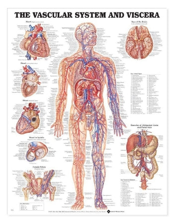 Anatomical Chart Company Anatomical Chart Vascular System 20 X 26 Inch Heavy Paper Grommets Laminated - 9781587790775