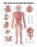 Anatomical Chart Company Anatomical Chart Vascular System 20 X 26 Inch Heavy Paper Grommets Laminated - 9781587790775