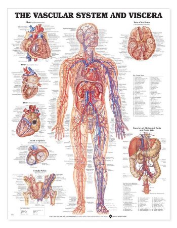 Anatomical Chart Company - Anatomical Chart Vascular System 20 X 26 Inch Heavy Paper Grommets Laminated - 9781587790775