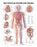 Anatomical Chart Company - Anatomical Chart Vascular System 20 X 26 Inch Heavy Paper Grommets Laminated - 9781587790775