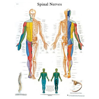 Fabrication Enterprises Anatomical Chart Spinal Nerves 20 X 25 Inch Laminated - 12-4630L