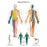 Fabrication Enterprises Anatomical Chart Spinal Nerves 20 X 25 Inch Laminated - 12-4630L
