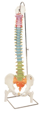 Fabrication Enterprises Flexible Spine Model 6 lbs. - 963481