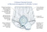 Salk Inc HealthDri Adult Absorbent Underwear Pull On Medium Reusable Heavy Absorbency - BH00