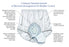 Salk Inc HealthDri Adult Absorbent Underwear Pull On Large Reusable Moderate Absorbency - BM00L