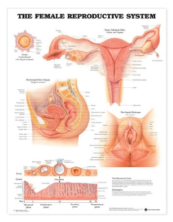 Anatomical Chart Company Anatomical Chart Female Reproductive System 20 X 26 Inch Heavy Paper Grommets Laminated - 9781587790201