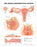 Anatomical Chart Company Anatomical Chart Female Reproductive System 20 X 26 Inch Heavy Paper Grommets Laminated - 9781587790201