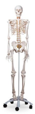 Nasco Healthcare - Fred the Flexible Skeleton With Pelvic Mounted Roller Stand - SB27618