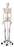 Nasco Healthcare - Fred the Flexible Skeleton With Pelvic Mounted Roller Stand - SB27618
