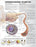 Anatomical Chart Company Anatomical Chart Understanding Diabetes 20 X 26 Inch Heavy Paper Grommets Laminated - 9781469894928