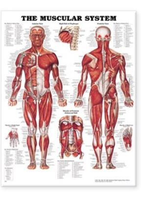 Anatomical Chart Company Anatomical Chart Muscular System 20 X 26 Inch Heavy Paper Grommets Laminated - 9781587790362