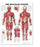 Anatomical Chart Company Anatomical Chart Muscular System 20 X 26 Inch Heavy Paper Grommets Laminated - 9781587790362