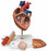 Nasco Nasco Heart with Esophagus and Trachea Model - SB41433