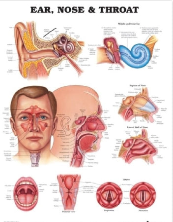 Anatomical Chart Company Anatomical Chart Ear, Nose and Throat 20 X 26 Inch Heavy Paper Grommets Laminated - 1587791153