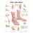 Wolters Kluwer Health Inc Chart Anatomical Foot And Ankle 20X26" Ea - 9781587791376