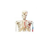 Fabrication Enterprises 3B Max Muscle Skeleton Model 22 lbs. - 950332