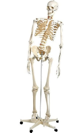Anatomical Chart Company 3B Scientific Flexible Skeleton Model Adult Plastic - A15
