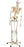 3B Scientific - Flexible Skeleton Model Adult Plastic - A15