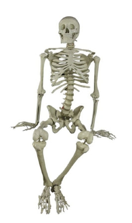 Anatomical Chart Co. - Skeleton Model Durable Plastic - CH10D4