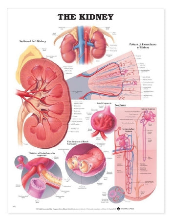 Anatomical Chart Company Anatomical Chart Kidney 20 X 26 Inch Heavy Paper Grommets Laminated - 9781587791727